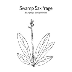 Swamp Saxifrage (Saxifraga pensylvanica), medicinal and edible plant. Hand drawn botanical vector illustration
