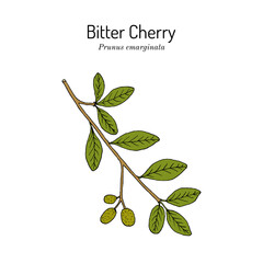 Bitter Cherry (Prunus emarginata), medicinal plant. Hand drawn botanical vector illustration