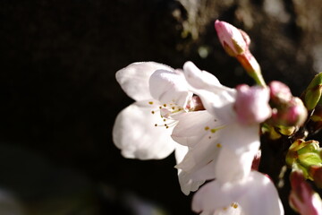Fototapeta na wymiar In spring, you can see beautiful cherry blossoms