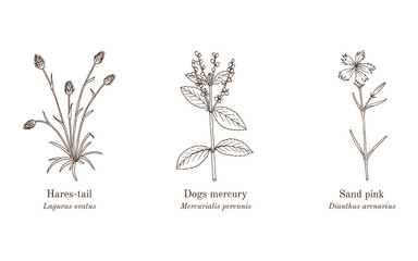 Collection of edible and medicinal plants. Hand drawn botanical vector illustration