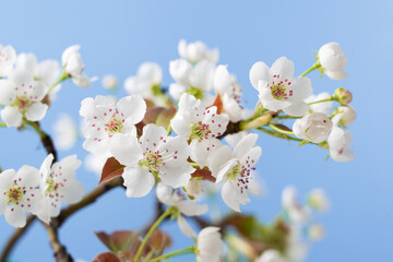 Spring flowers bloom. closeup of pear blossoming flowers