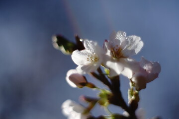 In spring, you can see beautiful cherry blossoms
