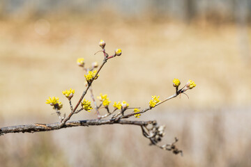 Cornelian flowers bloom in early spring.   japanese cornel, Japanese cornel dogwood, Japanese...