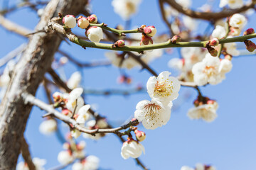 White plum blossoms bloom in early spring. Prunus mume