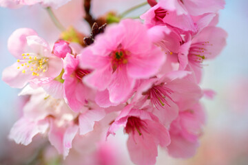 Fototapeta na wymiar The cherry blossoms are starting to bloom