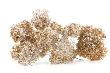 Dried flowers Hydrangea isolated on white background.  Withered delicate hortensia flowers.