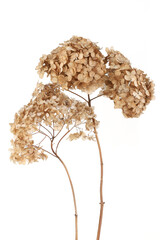 Dried flowers Hydrangea isolated on white background.  Withered delicate hortensia flowers.