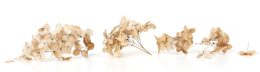 Dried flower Hydrangea isolated on white background.  Withered delicate hortensia flower.