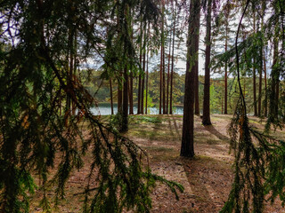 Beautiful view of forest with big trees and lake water in background in a sunny day