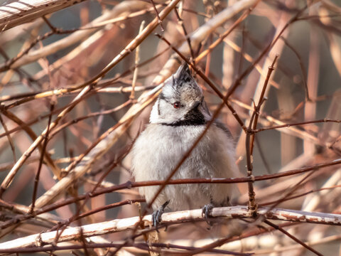 European crested tit (Lophophanes cristatus) sitting on a branch in a bush surrounded with small, red branches in early spring