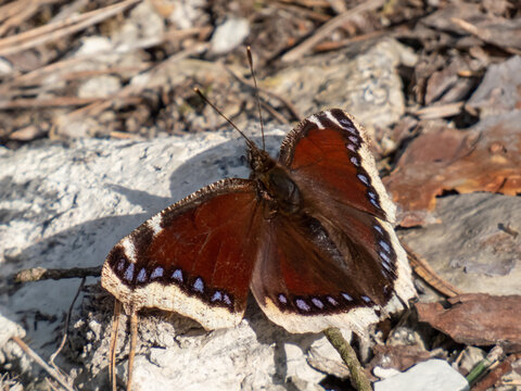 Mourning cloak or Camberwell beauty (Nymphalis antiopa) with dark maroon wings and ragged yellow edges and blue spots