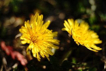 Spring is coming early this year