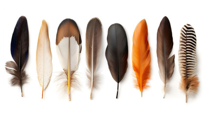 An array of assorted feathers, each with unique colors and patterns, on a white background.