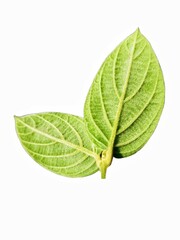 green leaf isolated on white