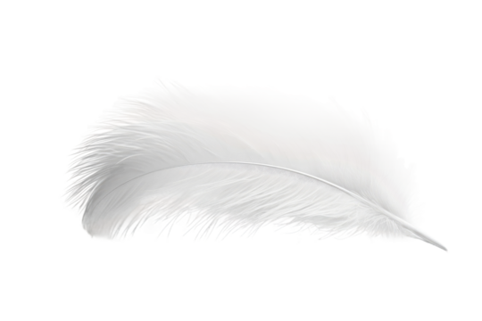 Ethereal White Feather Floating on Pure White Background. On a Clear PNG or White Background.