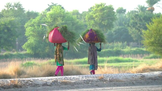 Pakistani Village Life: Women Carrying Grass on Their Heads for Their Cattle, slow motion 120fps at 4k
