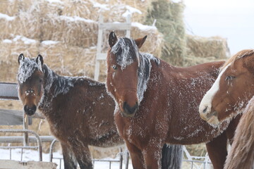 Horses stand in a corral in winter in the Almaty region in Kazakhstan.