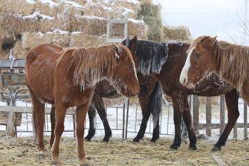 Horses stand in a corral in winter in the Almaty region in Kazakhstan.