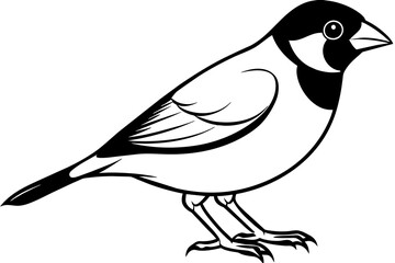 java-sparrow-vector-illustration
