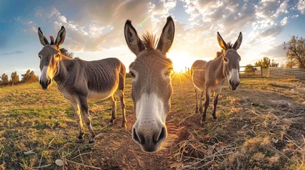 Zelfklevend Fotobehang Three donkeys are standing in a field as the sun sets, casting a warm glow over the landscape © Anoo