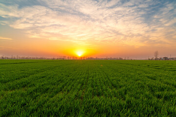 sunset countryside landscape with wheat field