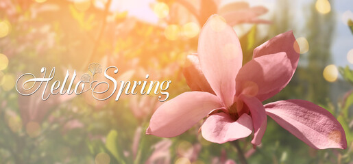 Banner with text HELLO SPRING and blossoming magnolia tree