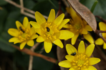 beautiful Ficaria verna, commonly known as lesser celandine or pilewort in the garden
