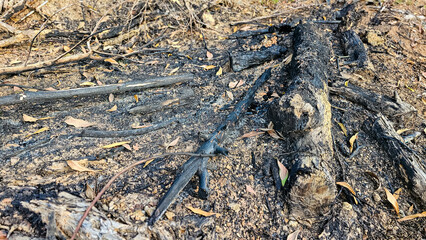 Fototapeta premium Campfire remnants, Remains of charcoal and ash after burning wood. Burnt wood in bonfire. Fire and ashes. Outdoor Bonfire Area, Camping Bonfire. Remnants of a campfire
