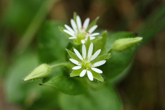 macro photo of chickweed flower - Latin name - Stellaria media