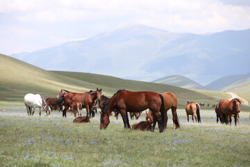 Fototapeta na wymiar Horses graze in the mountains in the Almaty region of Kazakhstan.