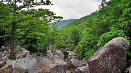 Fototapeta na wymiar Scenery of the clean valley of Jiri Mountain in Korea