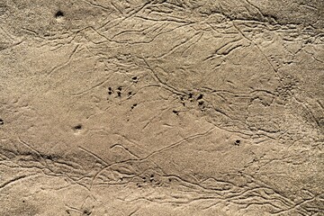 native australian animal footprint in the sand on the  beach in tasmania australia