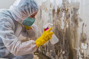 A female worker from a cleaning service removing mold from a wall using a spray bottle with mold remediation chemicals and mold removal products