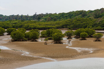 宮古島のマングローブ林