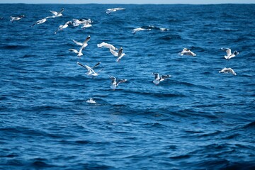 shy albatross and other sea birds feeding and flying over the ocean at the  south west cape in tasmania australia