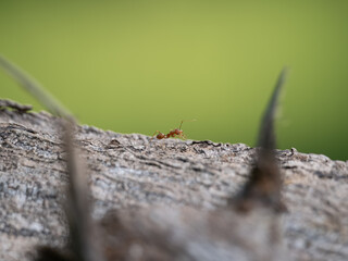 Macro ant with high resolution 