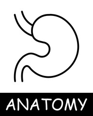 Fototapeta premium Stomach line icon. Digestion, food, acidity, anatomy, medicine, teaching, doctor, nurse, human, body, physiology. Vector line icon for business and advertising