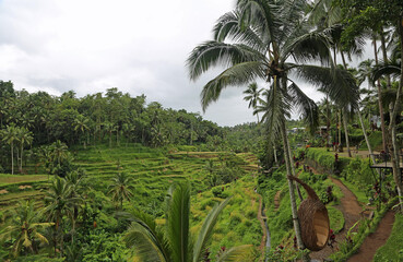 Trail to the rice terraces - Tegalalang Rice Terraces, Bali, Indonesia