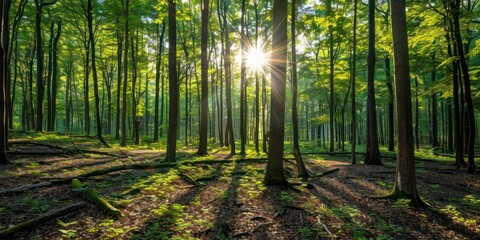 Fototapeta premium A photography of beautiful nature concept with forest trees