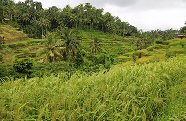 Rice farm - Tegalalang Rice Terraces, Bali, Indonesia