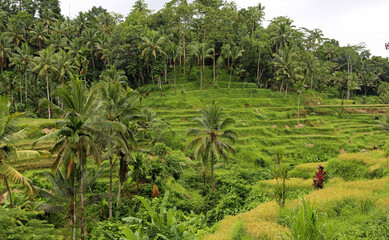 Tegalalang Rice Terraces, Bali, Indonesia