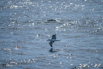 shy albatross and other sea birds feeding and flying over the ocean at the  south west cape in tasmania australia