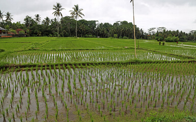 Rice paddies - Tegalalang Rice Terraces, Bali, Indonesia