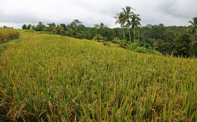 Rice field - Tegalalang Rice Terraces, Bali, Indonesia