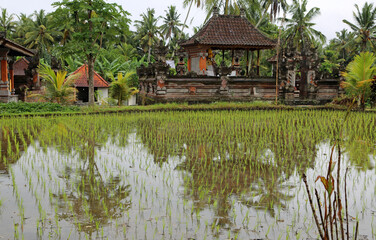 The village in rice plantation - Tegalalang Rice Terraces, Bali, Indonesia