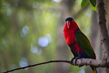 Lory bird perched on a branch.