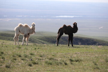 A herd of camels stands in the steppe in the Almaty region in Kazakhstan