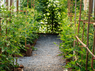 Tomato planting plots in the greenhouses - 772791918