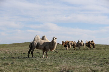 A herd of camels stands in the steppe in the Almaty region in Kazakhstan