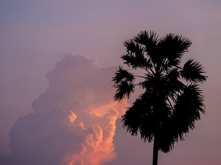 Silhouette of Sugar palm tree with magenta sky and clouds at dusk - 772791955